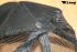 50 Trucker-Cap schwarz
