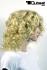 Blonde Kurzhaarpercke mit lockigem Haar