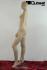 Elegant window mannequin, faceless