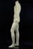 Mnnliche Schaufensterpuppe, headless, wei