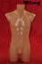 Mnnlichen Torso, Schaufensterpuppe