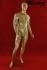 Male mannequin, faceless, gold