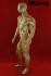 Male mannequin, faceless, gold