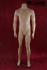Male mannequin, headless, skin