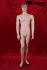 Male window dummy