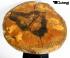 Massivholztisch, 10cm Naturholzplatte, Massivholzplatte Echtholztisch, Baumkante  40-50 cm, gelt, Hhe 82 cm Made in Germany Unikat