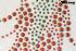 Strassmotiv Strass Hotfix Drachen 32x49cm Bgelbild Applikation Strasssteine fr Kleidung