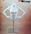 Weier Torso, weiblich